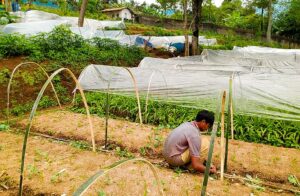 Kelompok Tani Karya Tugu Mandiri berlokasi di Kampung Gandamanah RT.03/RW.12 Desa Tugu Selatan, Kecamatan Cisarua, Kabupaten Bogor. Foto: Deni A.Husaen